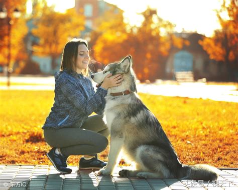 女人爱狗狗|喜欢狗的女人性格分析